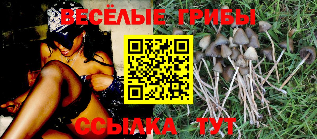 Галлюциногенные грибы Psilocybine cubensis Октябрьский